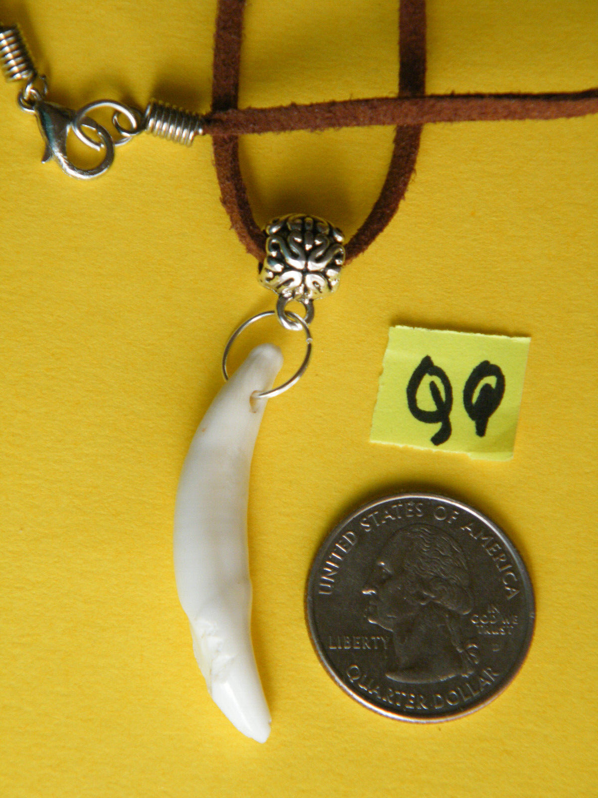 COYOTE Tooth Necklace 1 1/ 4″ White Teeth 21″ Real Brown Leather Choker NEW!