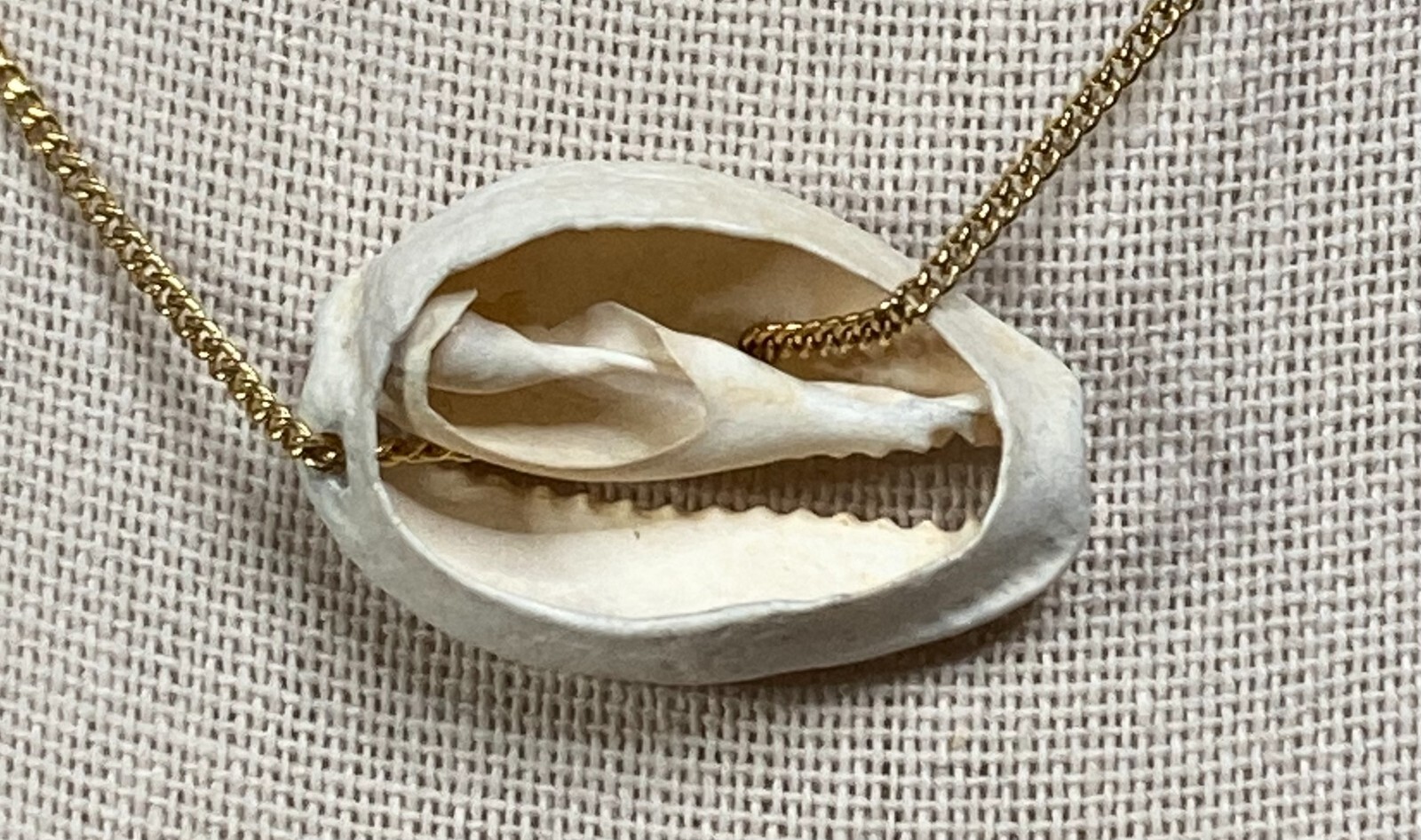 Eroded Shell Pendant 29 X 19 X 10 mm, 20″ GP Chain BP-111