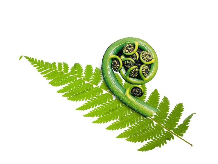 New Zealand Jade Greenstone Bound Pendant Large pendant 55mm L x 45mm W Unisex