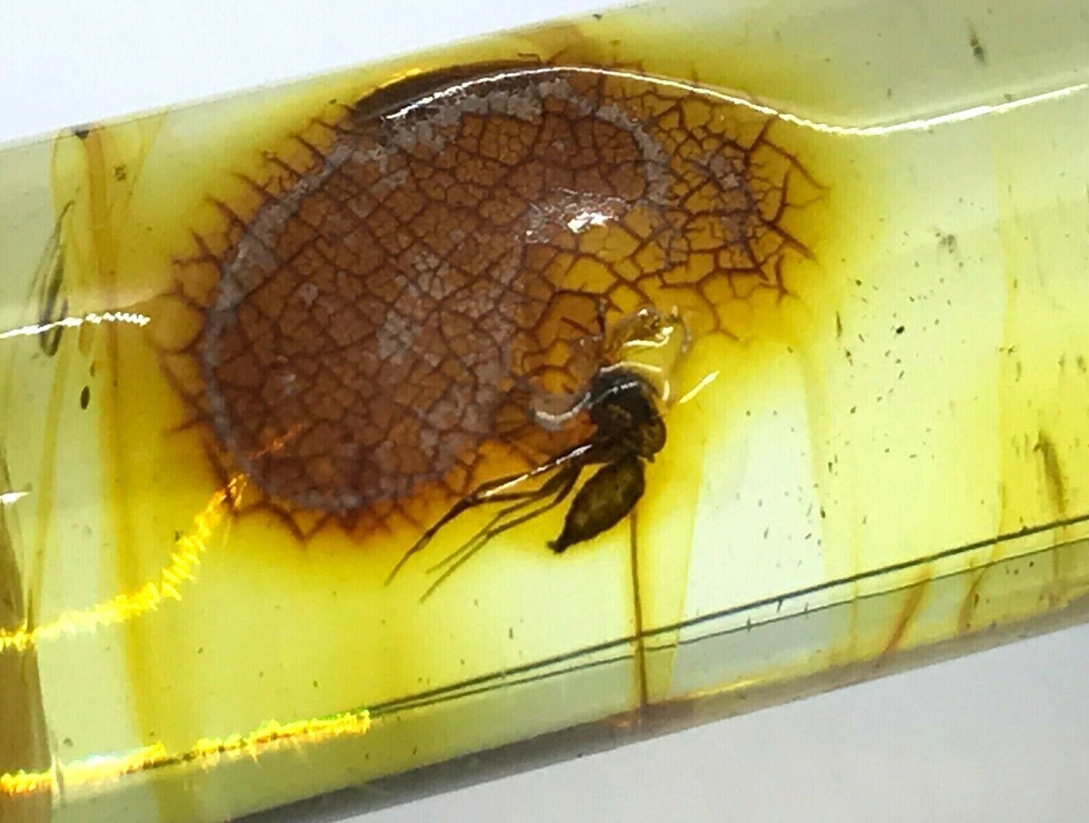AMBER PENDANT Gift Barrel With Insect Baltic Amber Cylinder on Cord 7g 11403