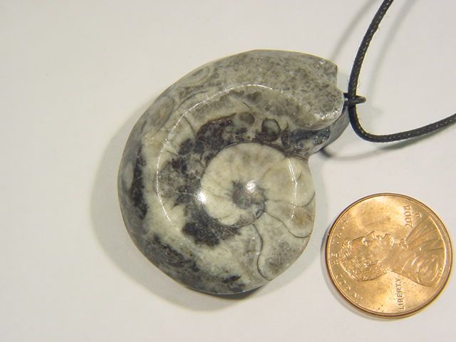 BUTW Morocco ammonite nautiloid necklace pendant fossil 1613C