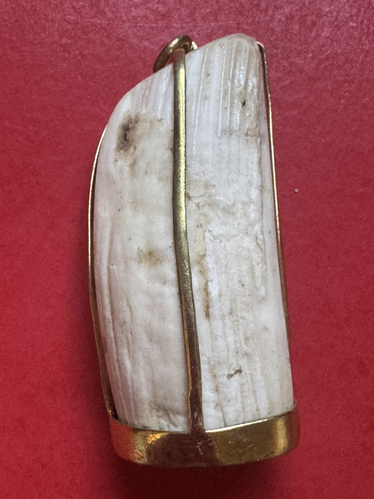 314- Pendant, Boar Tusk Pendant, Pig Tusk Pendant, Siva-Lee Buddha Pendant